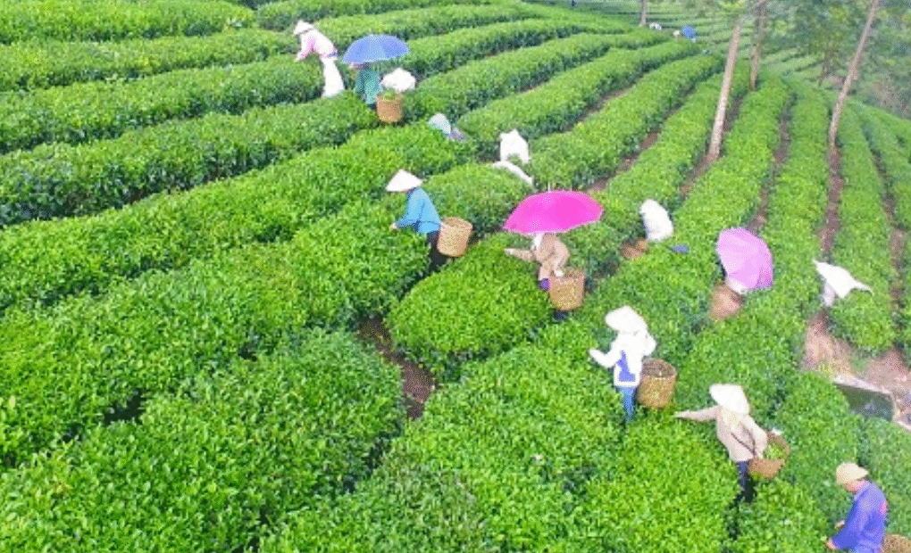Cây mía, cây chè và hướng phát triển kinh tế của xã